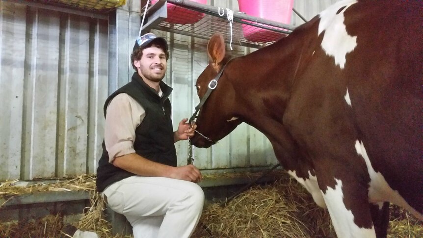 Matt Henry 2015 Gatton Dairy SHow Case Lara Webster