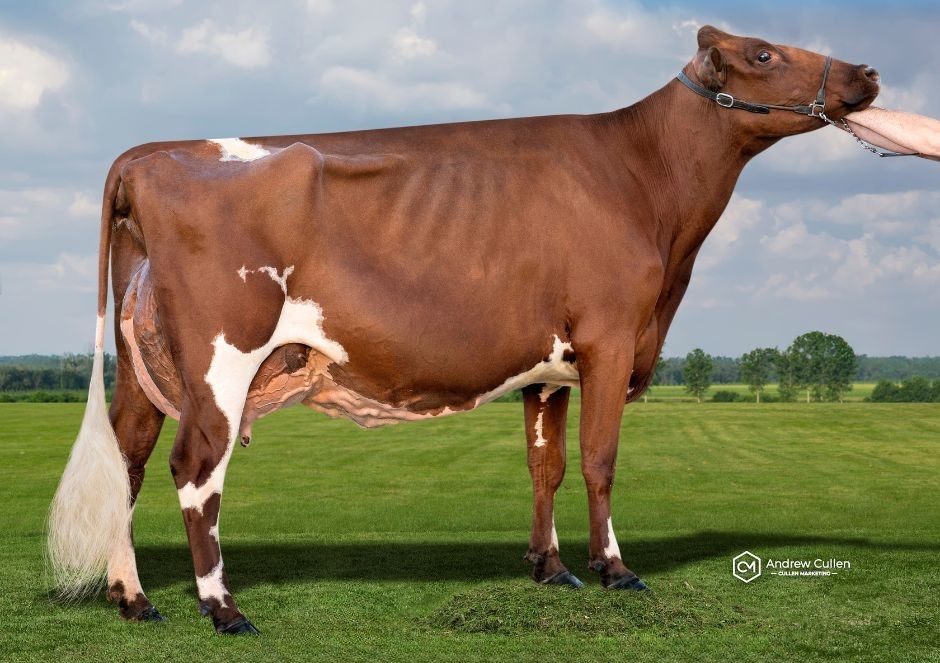 Bris 24 White Park Minnie 47 web