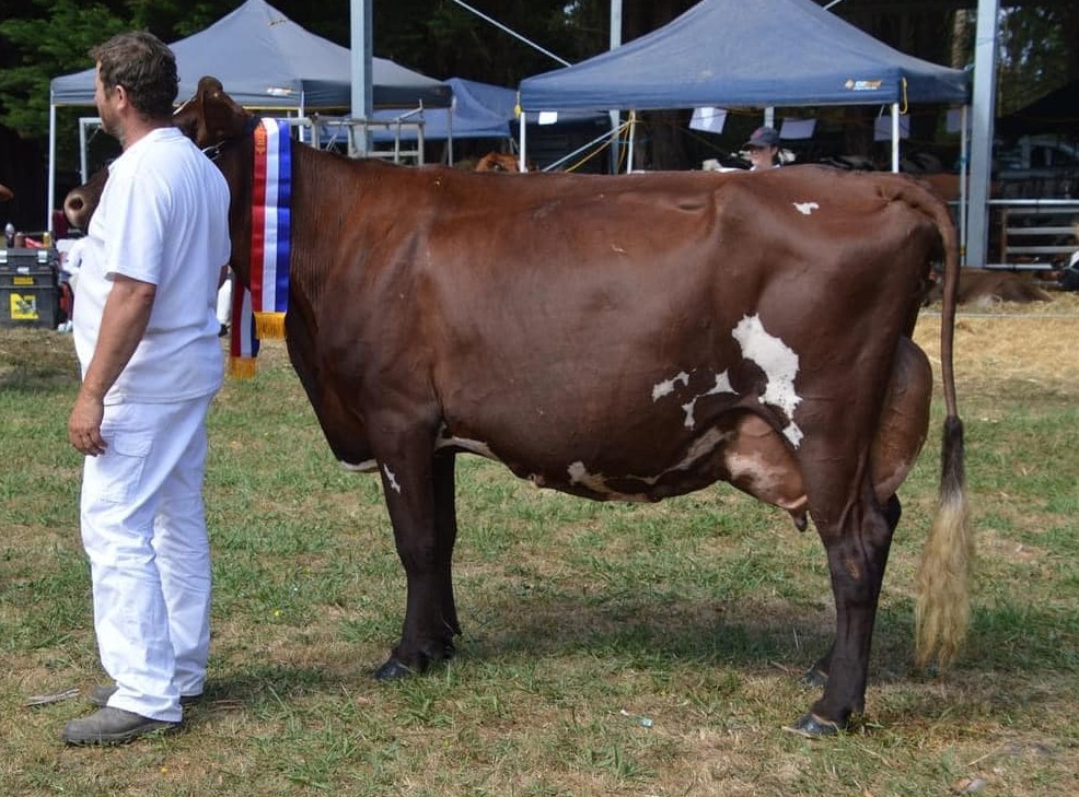Grand Champion Illawarra Female Hazelmont Maxima April owned by R A Heath Family