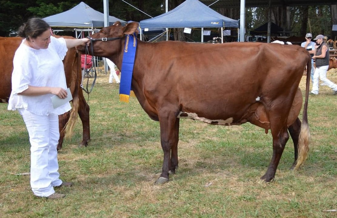 Intermediate Champion Amor Emperor April owned by Brianna Conheady