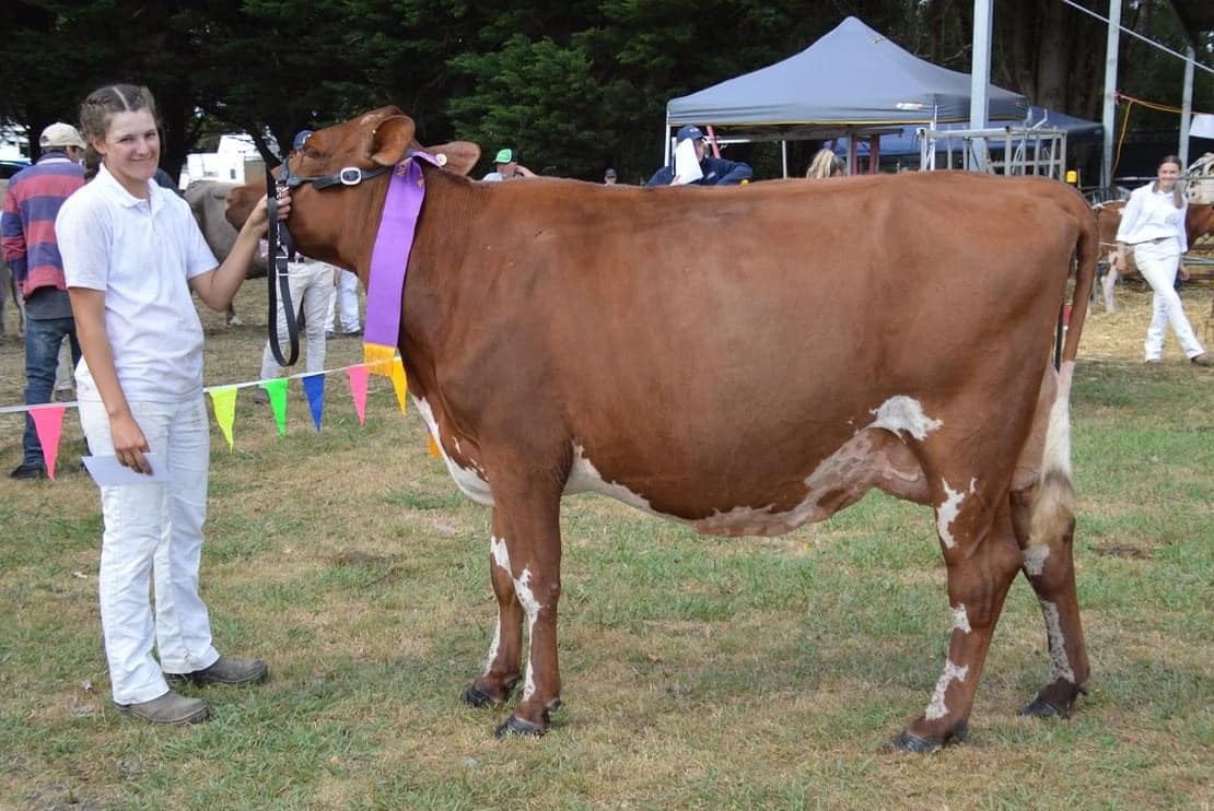 Intermediate Reserve Champion Riversleigh Jedi Gladys 12 owned by R A Heath Family