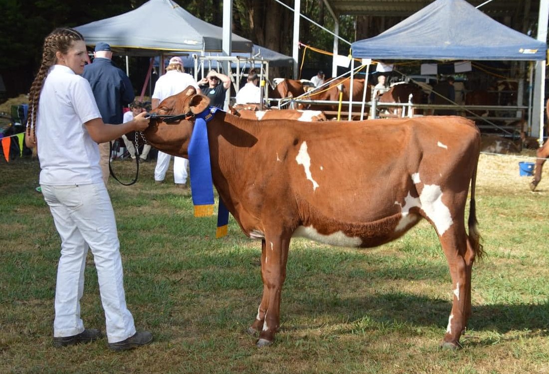 Junior Champion Llandovery Royal Queenette owned by R A Heath Family