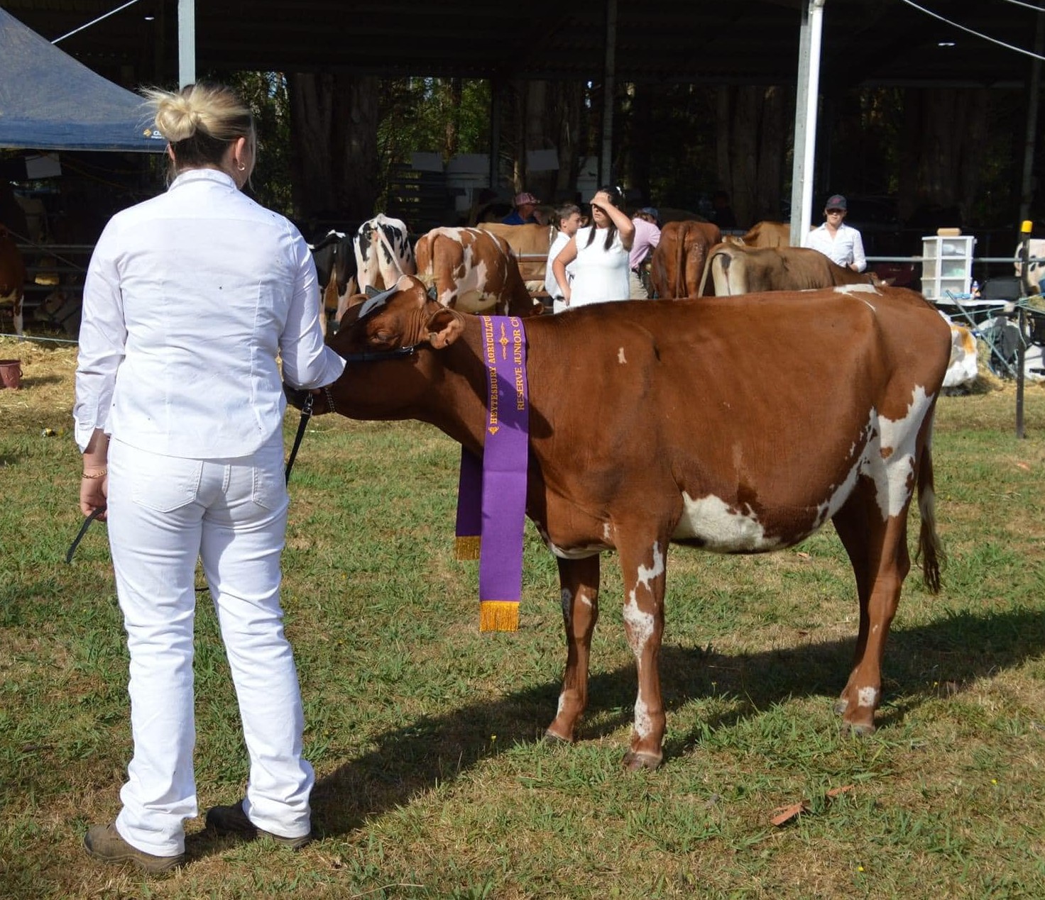 Reserve Junior Champion Ferris Stormyjon Rosie owned by Dickson Family