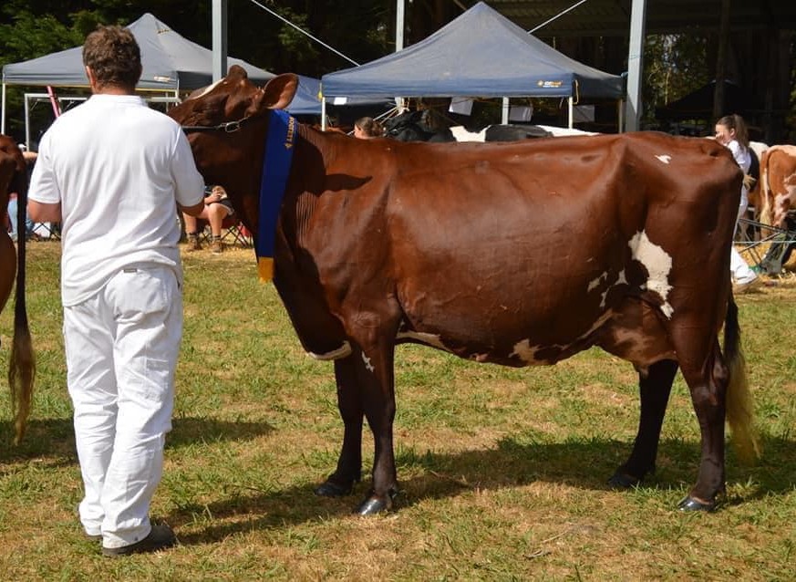 Senior Champion Hazelmont Maxima April owned by R A Heath Family
