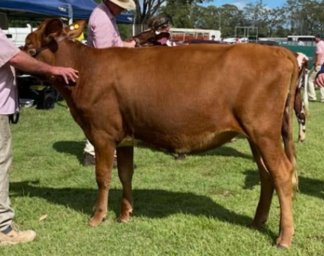 SEQ CD Riverwood Daisy 472