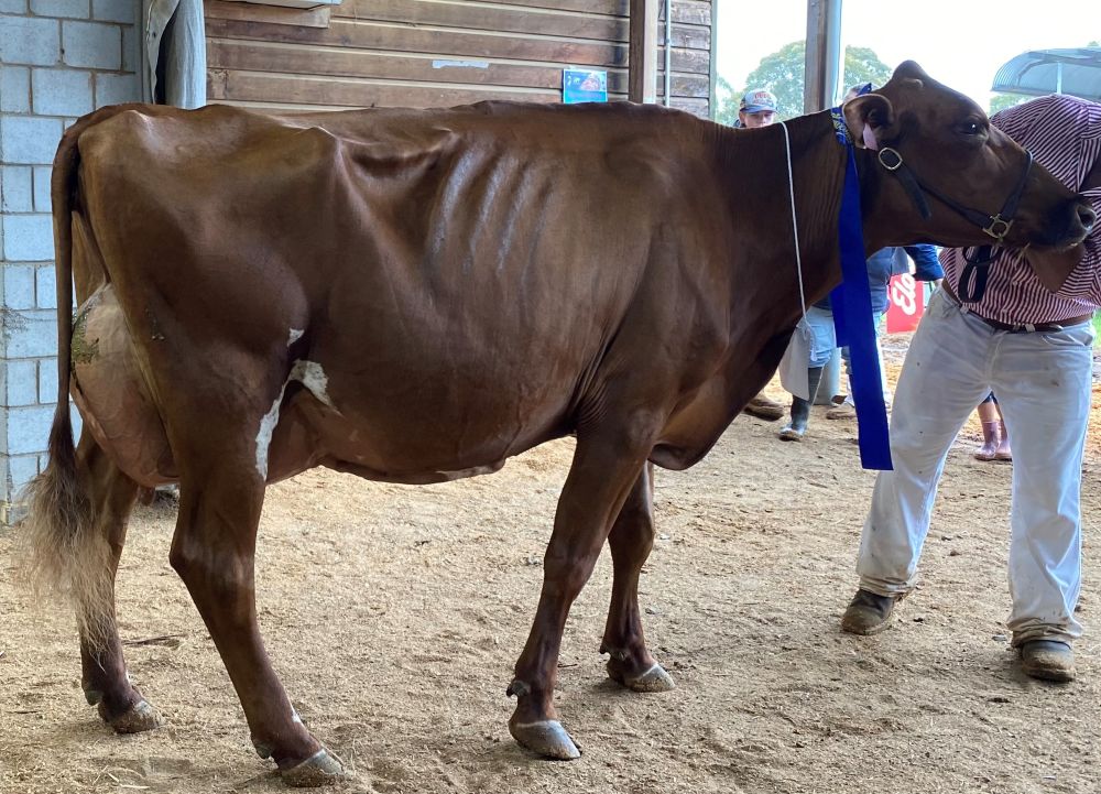 TS Class 10 6yrs U7yrs in milk Myall Savard Hellen C M Vonhoff