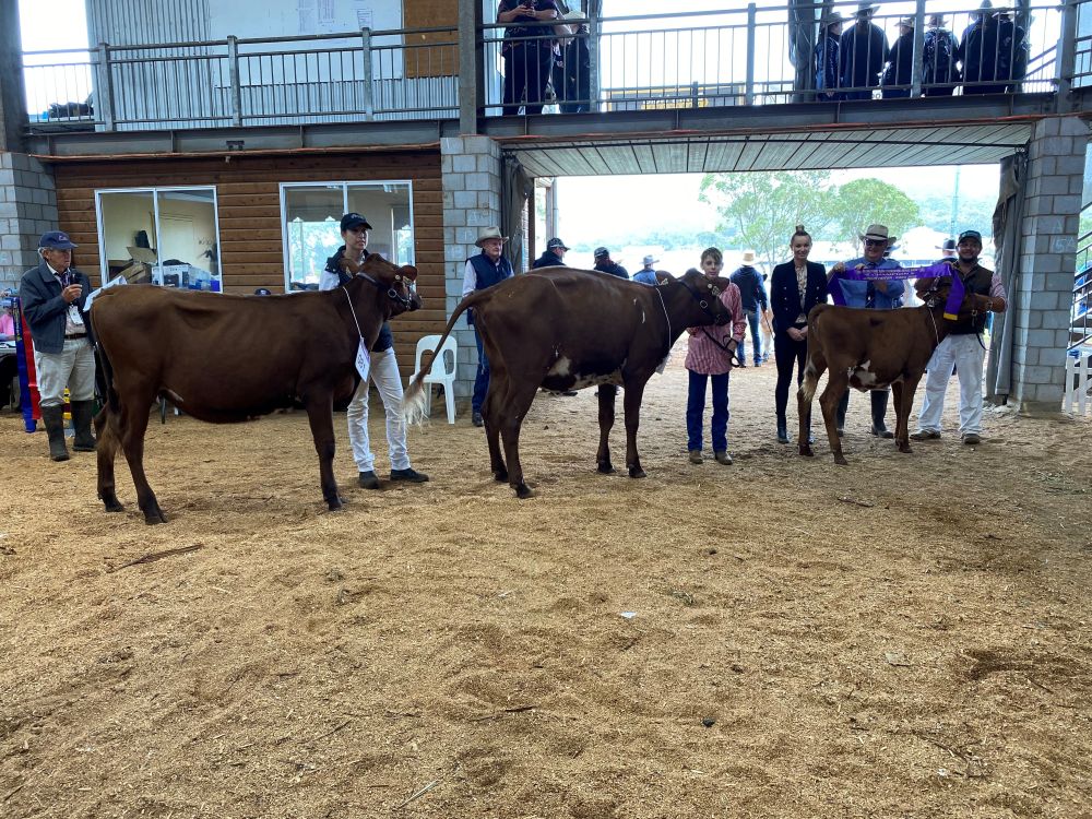 TS Class 4 Heifer 18mths U24mths dry White Park Roseleaf 160 M G Henry