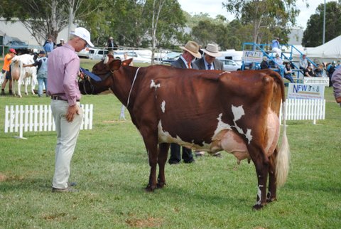 Champion Cow 2013