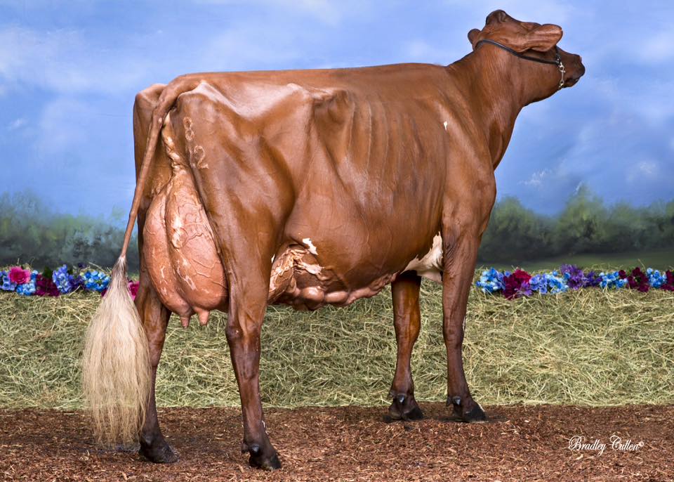 Sydney 16 Champ Cow